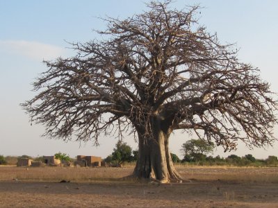 Un baobab